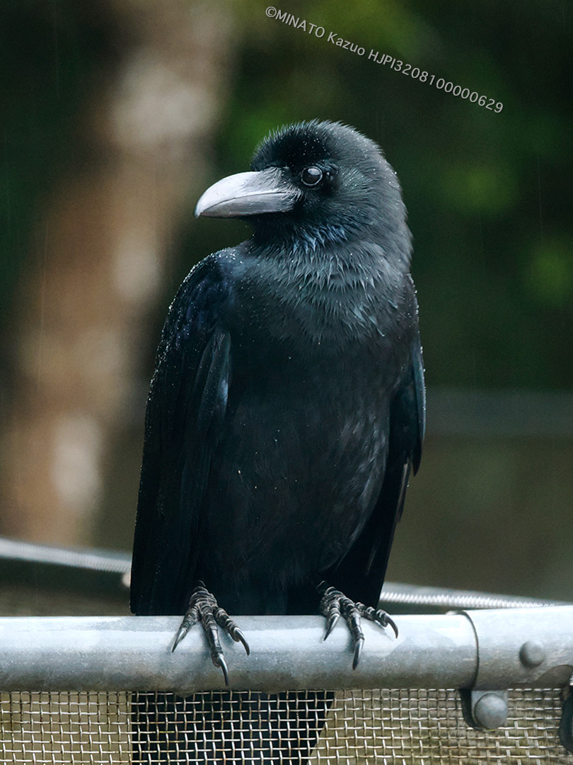リュウキュウハシブトガラス