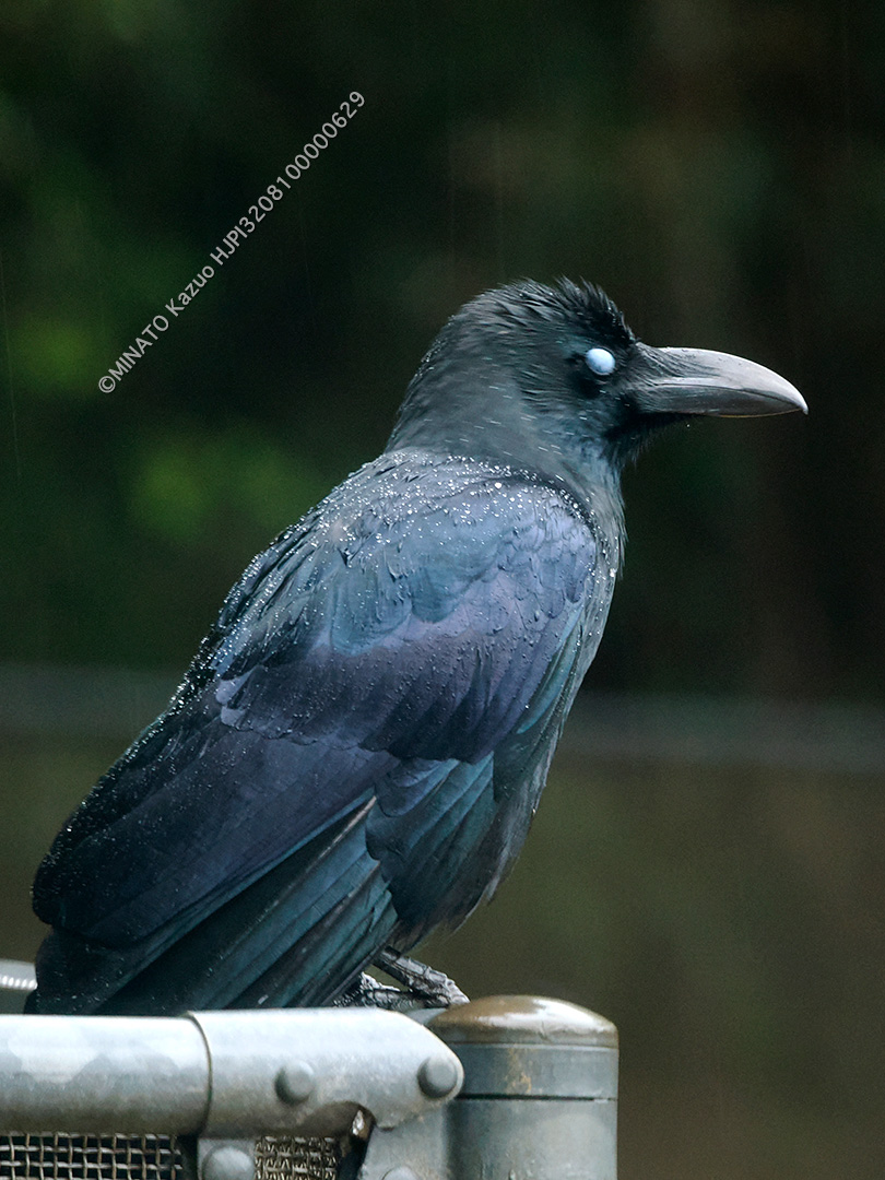 リュウキュウハシブトガラス