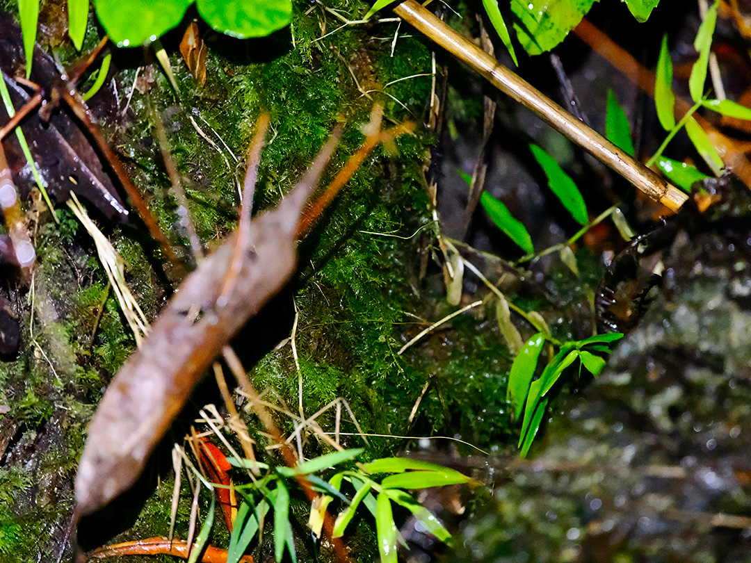 ケナガネズミ目撃