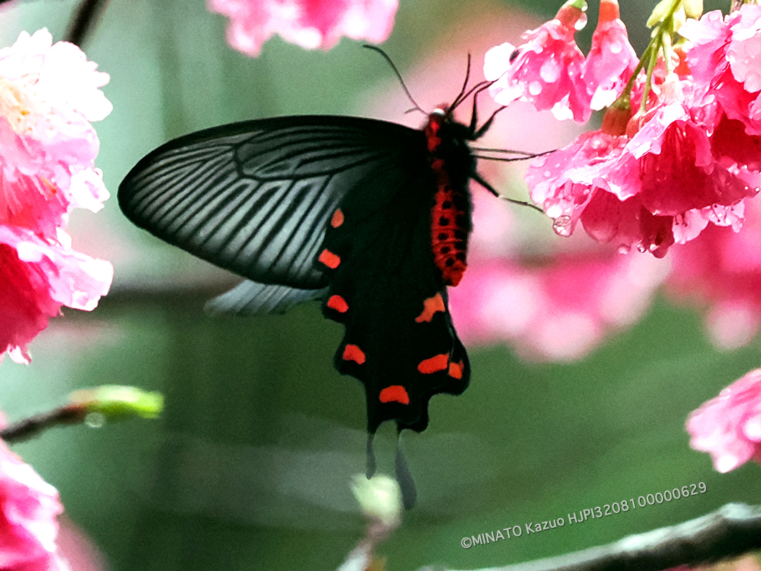 ジャコウアゲハ