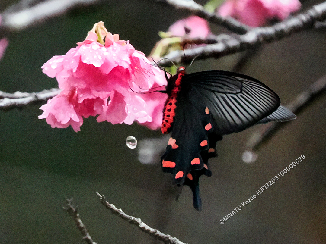 ジャコウアゲハ