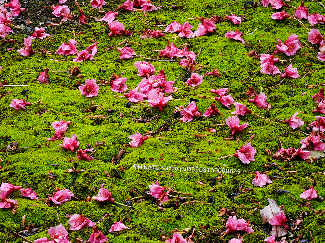 桜の絨毯