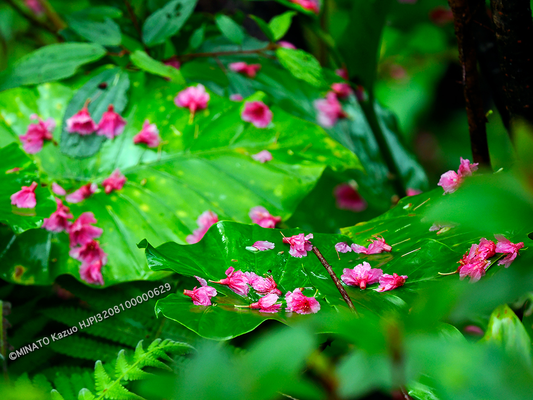 カンヒザクラ落花