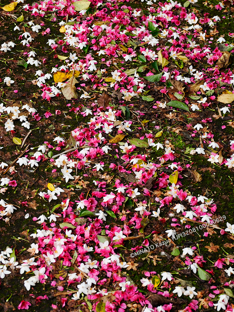 カンヒザクラ・エゴノキ落花