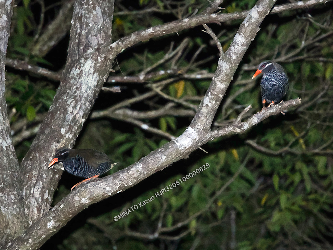 ヤンバルクイナ