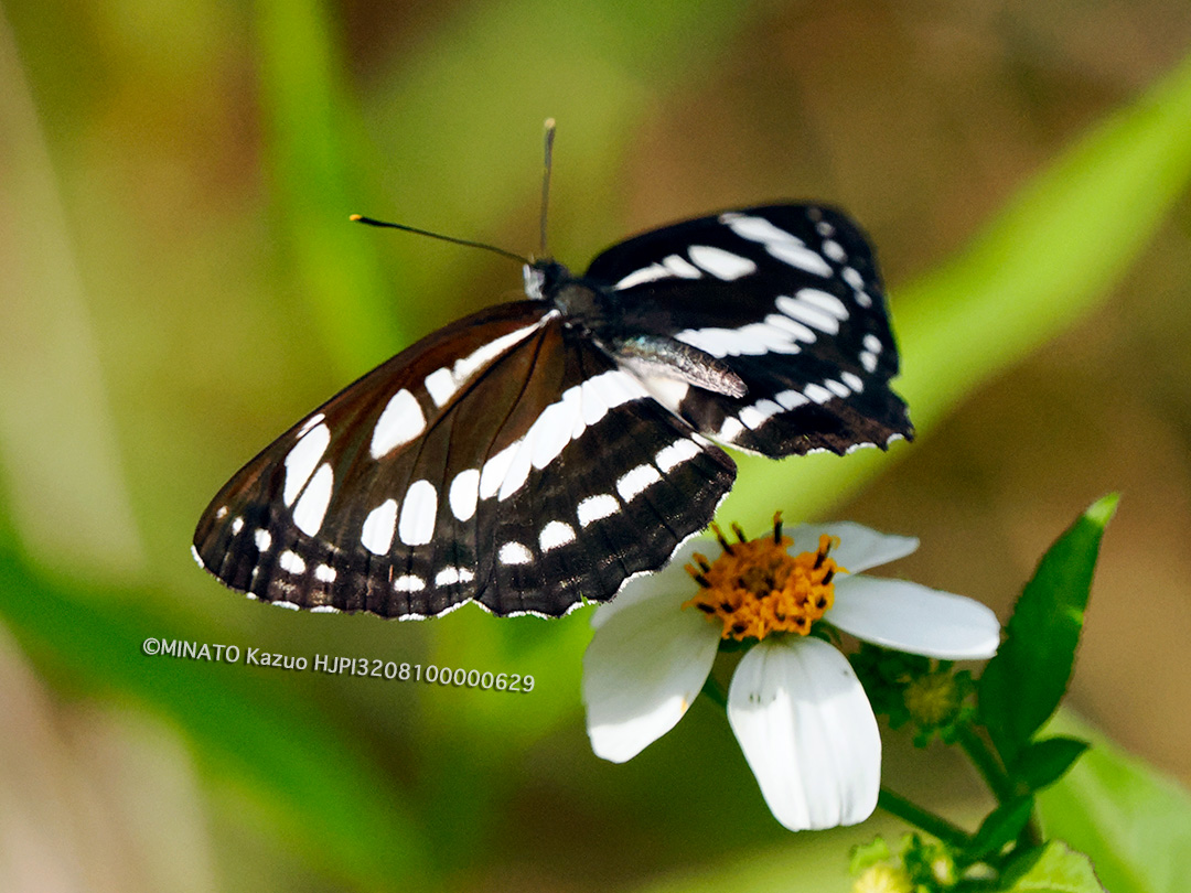 リュウキュウミスジ