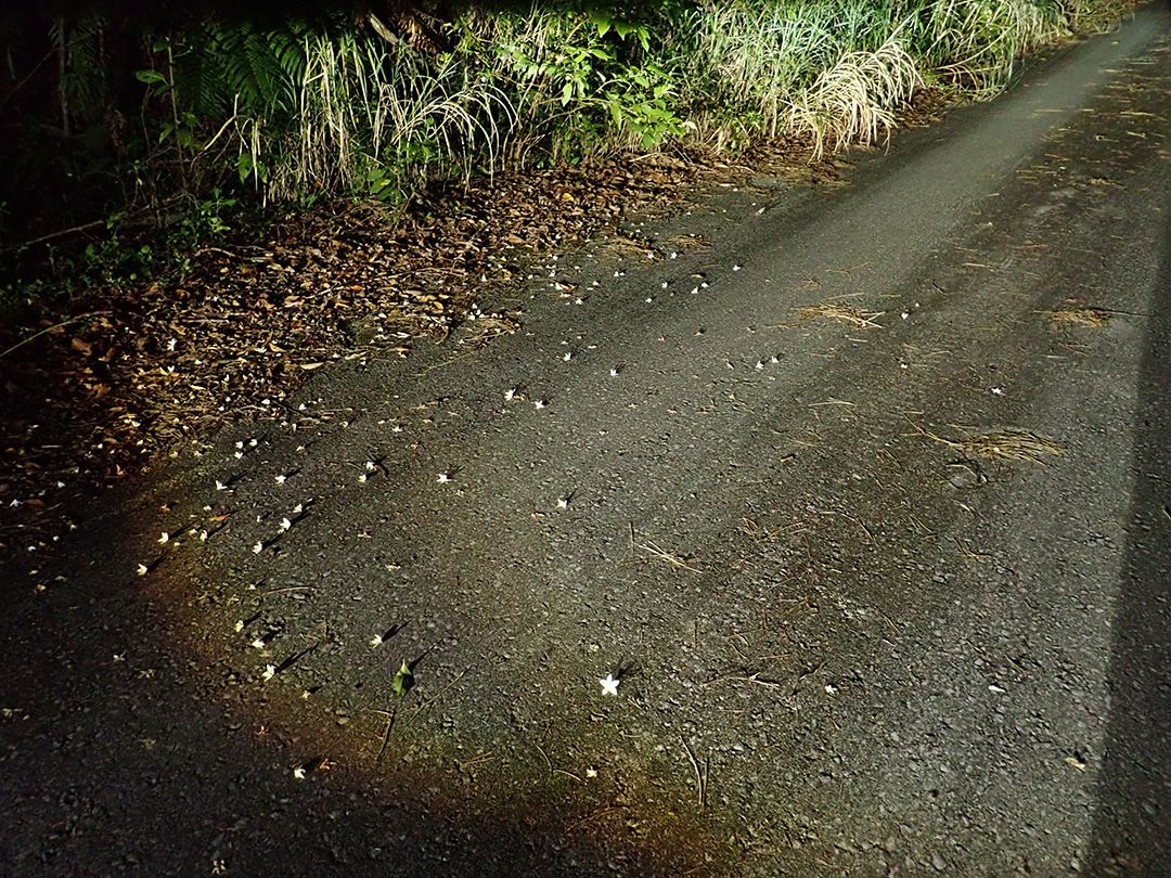 ケナガネズミ遭遇