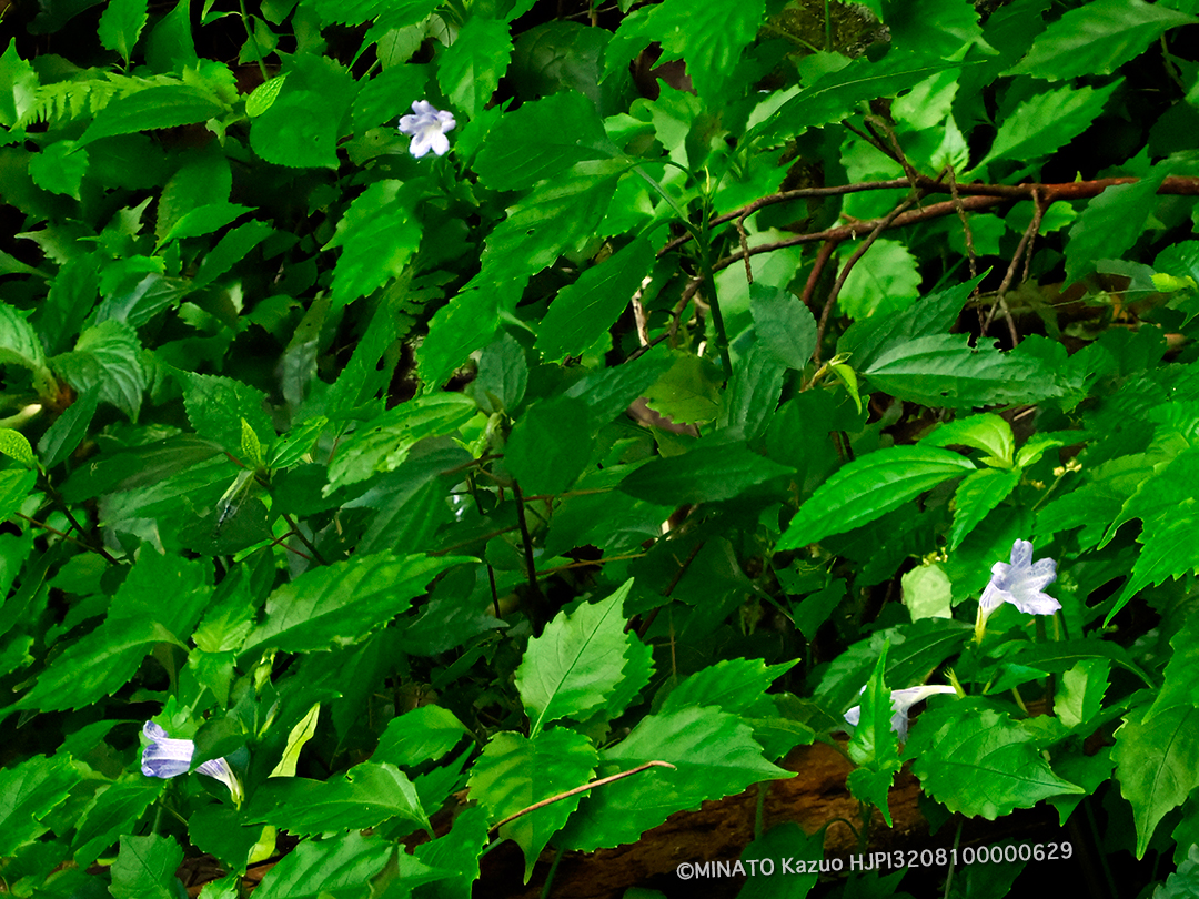 セイタカスズムシソウ