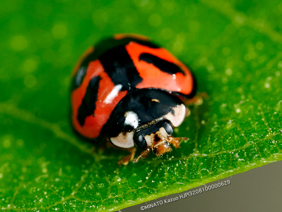 ダンダラテントウ