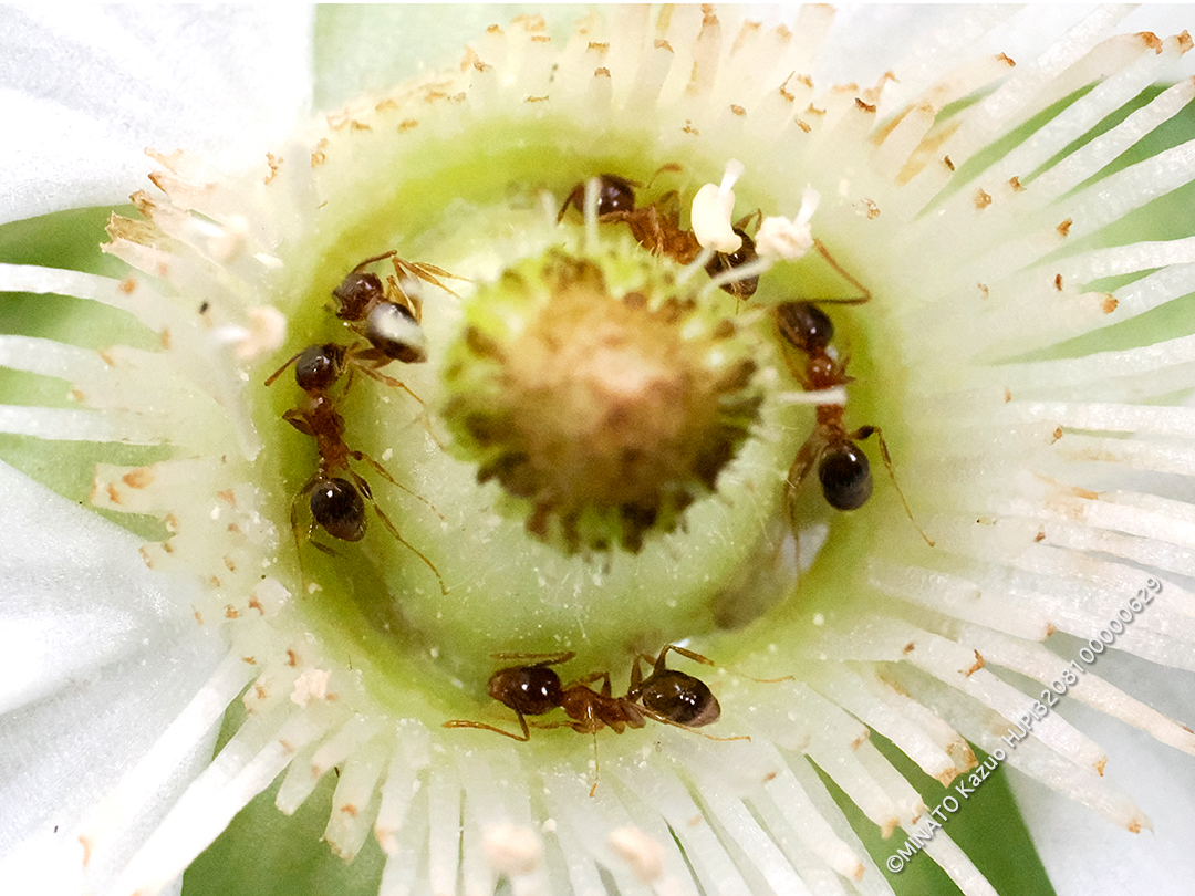 ツヤオオズアリ