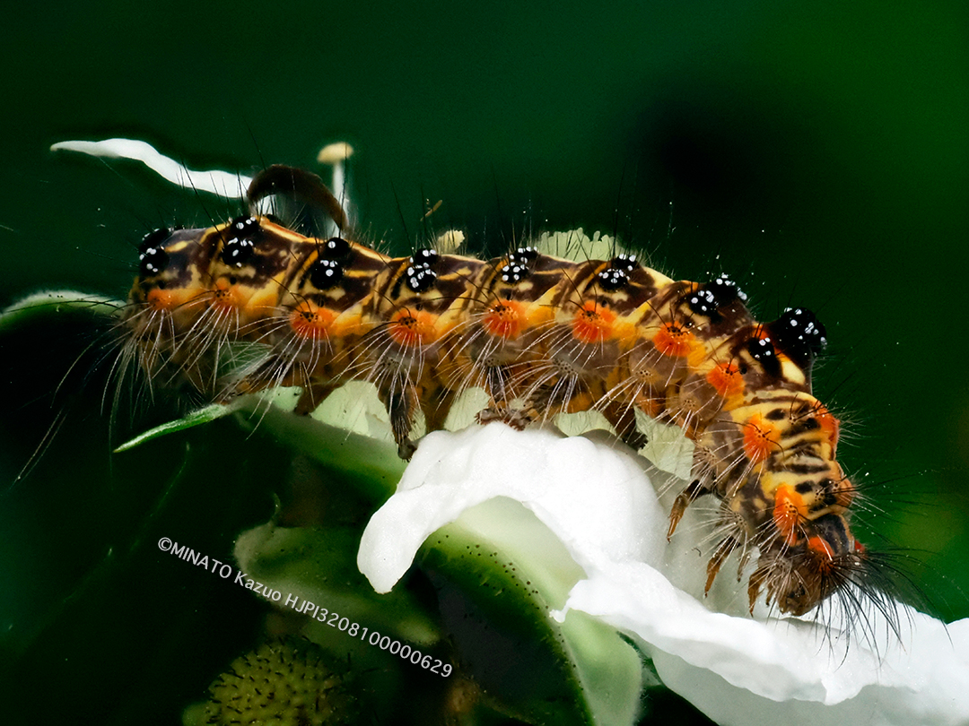 タイワンキドクガ