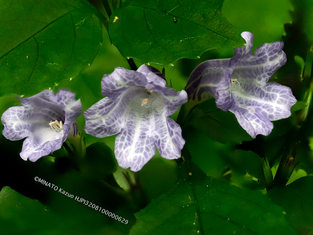 セイタカスズムシソウ