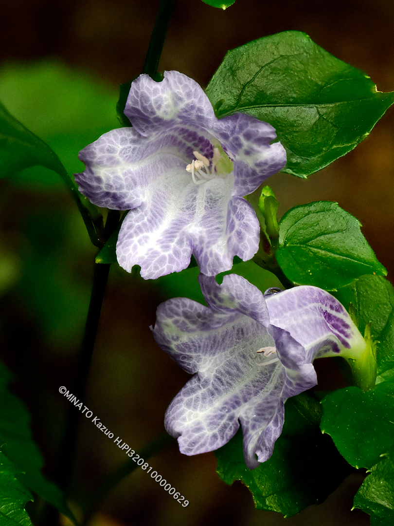 セイタカスズムシソウ