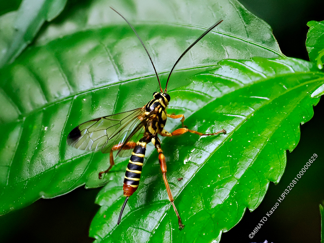 ヒメバチの1種？
