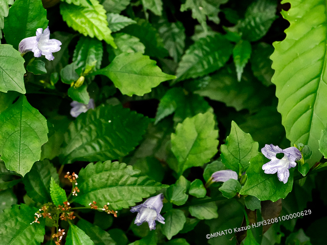 セイタカスズムシソウ