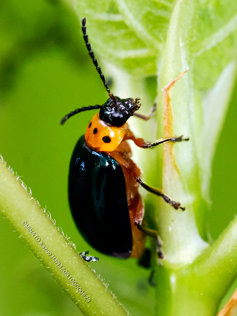 オキナワイチモンジハムシ