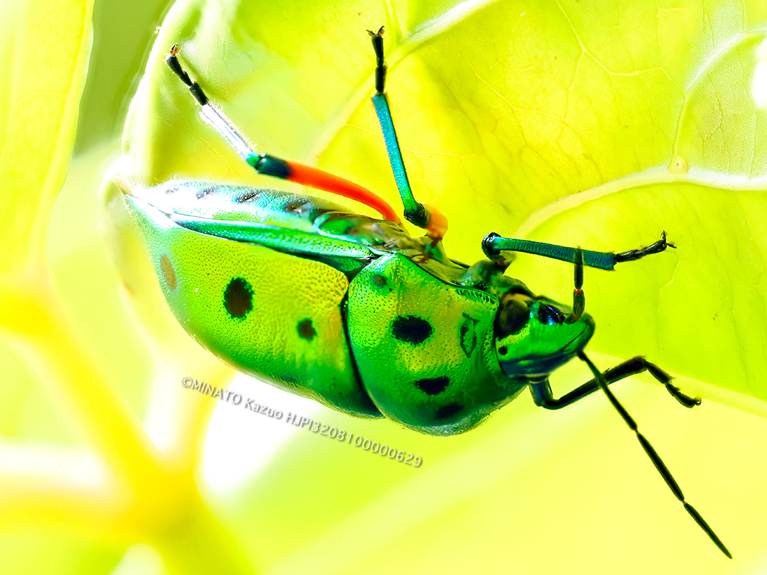 ナナホシキンカメムシ