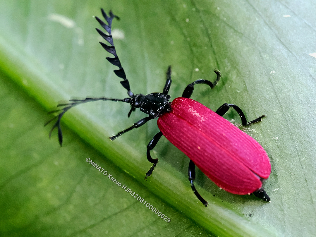 オオシマカクムネベニボタル