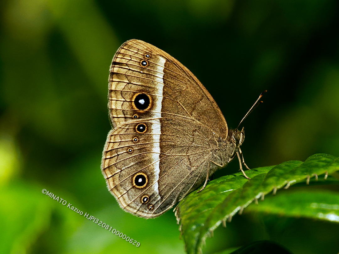 リュウキュウヒメジャノメ