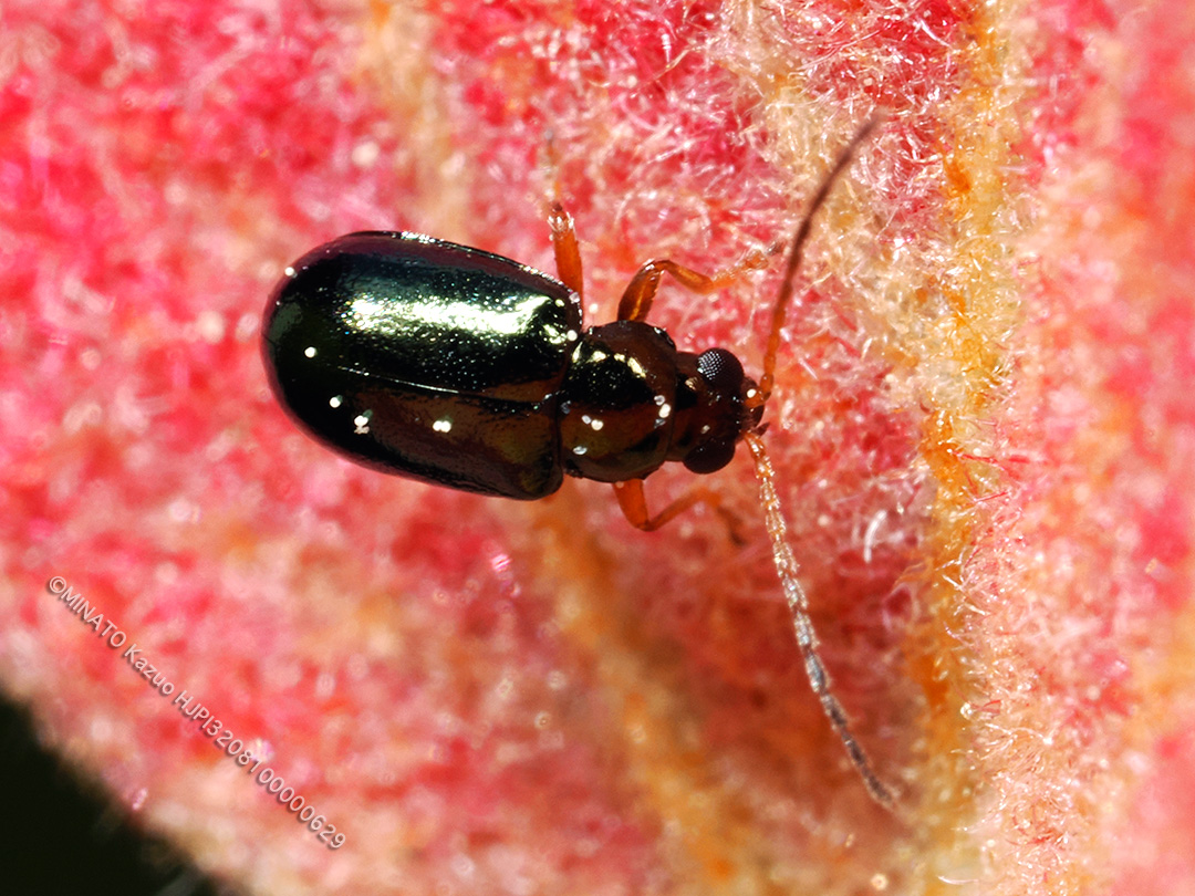 タイワンツブノミハムシ