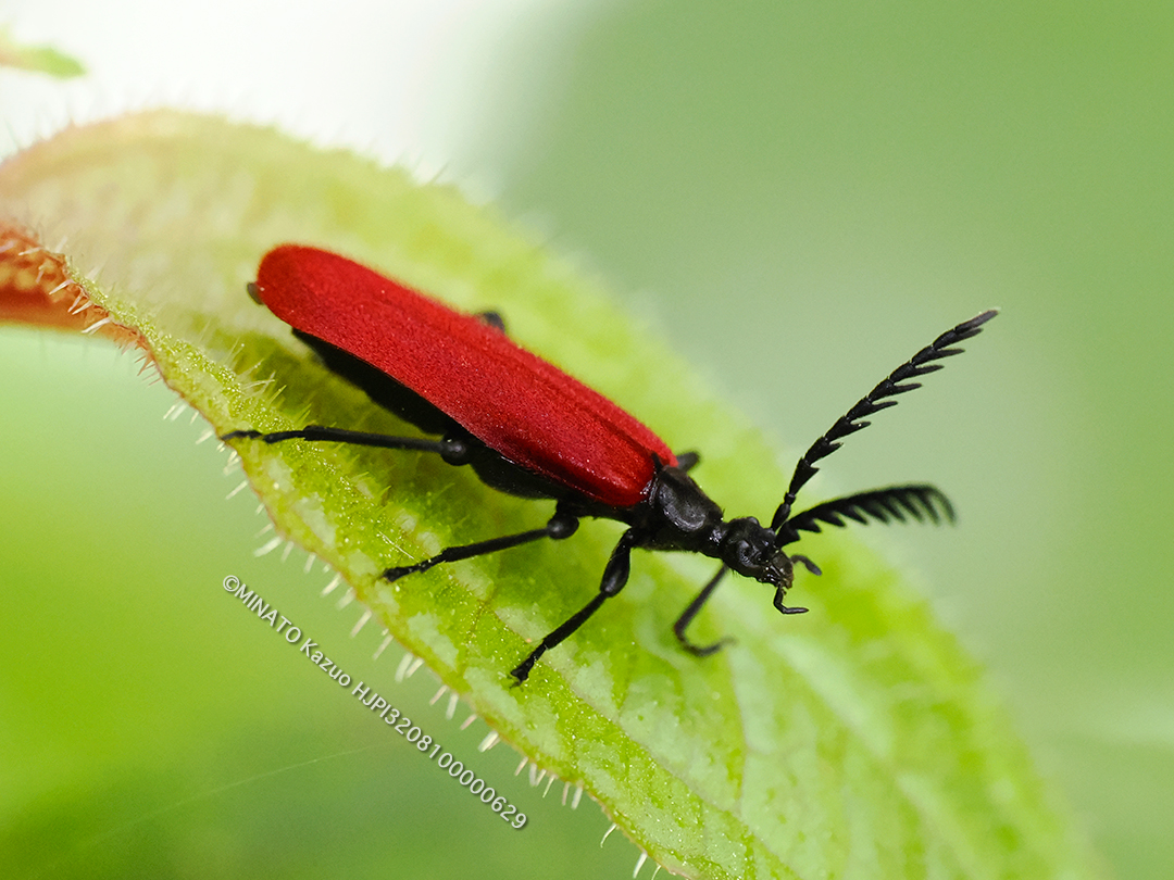 アカハネムシの1種
