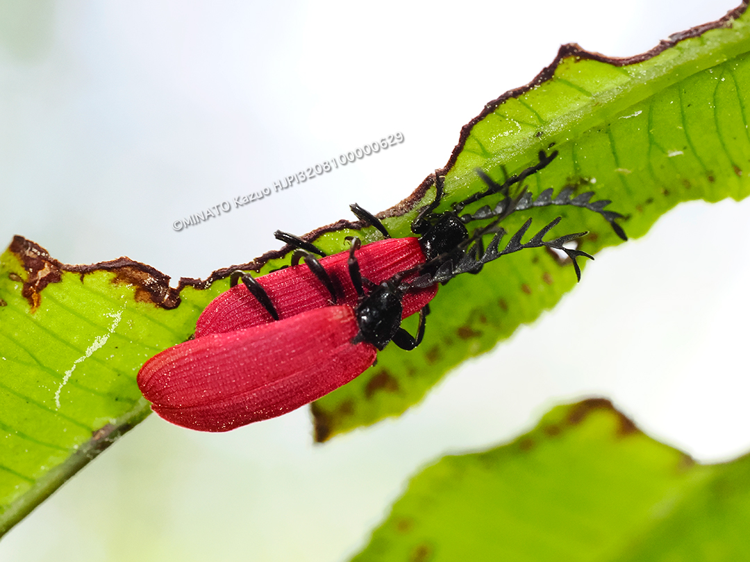 オオシマカクムネベニボタル