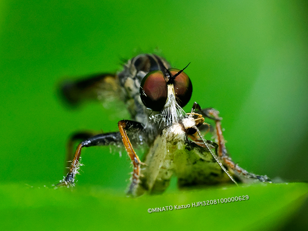 ムシヒキアブsp.