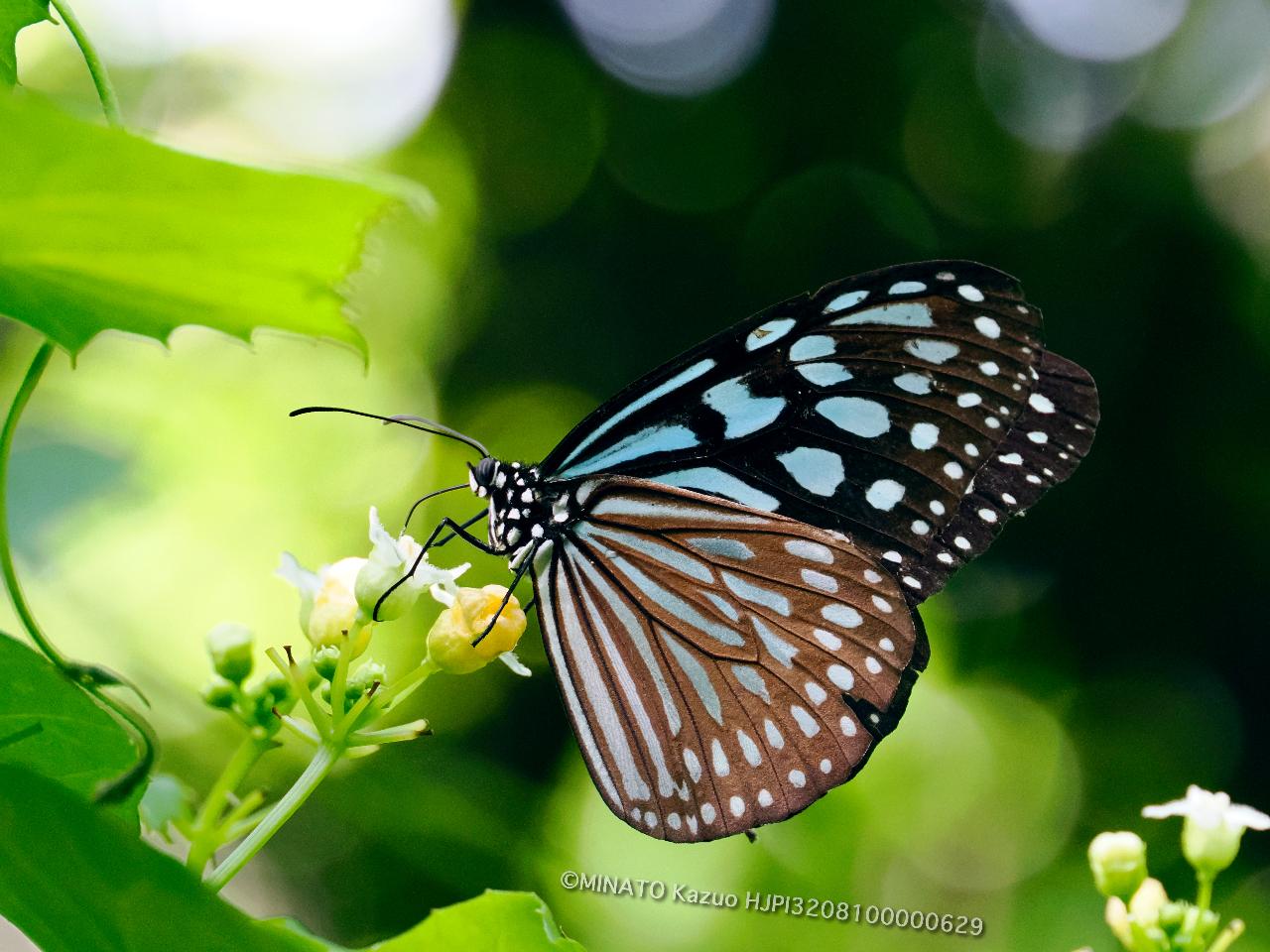 リュウキュウアサギマダラ