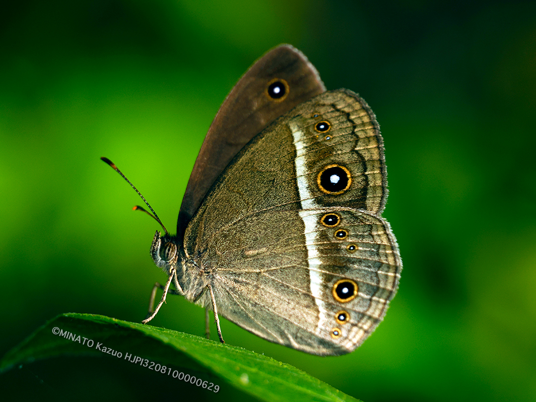 リュウキュウヒメジャノメ