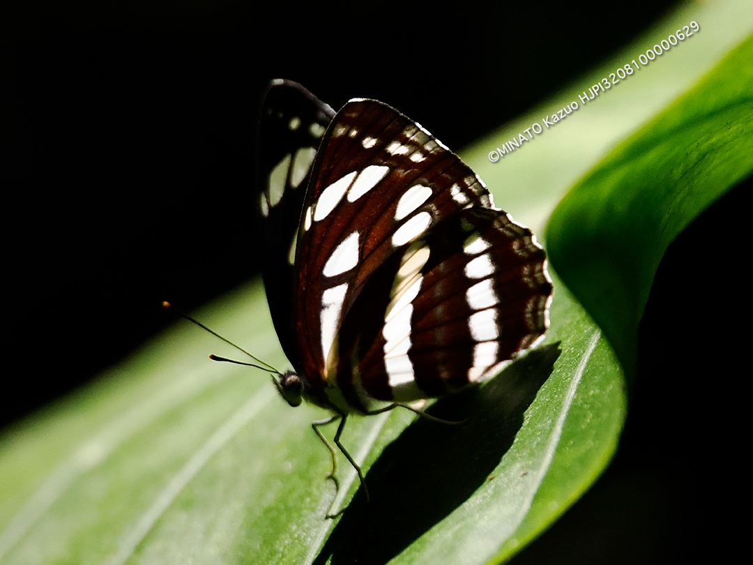 リュウキュウミスジ