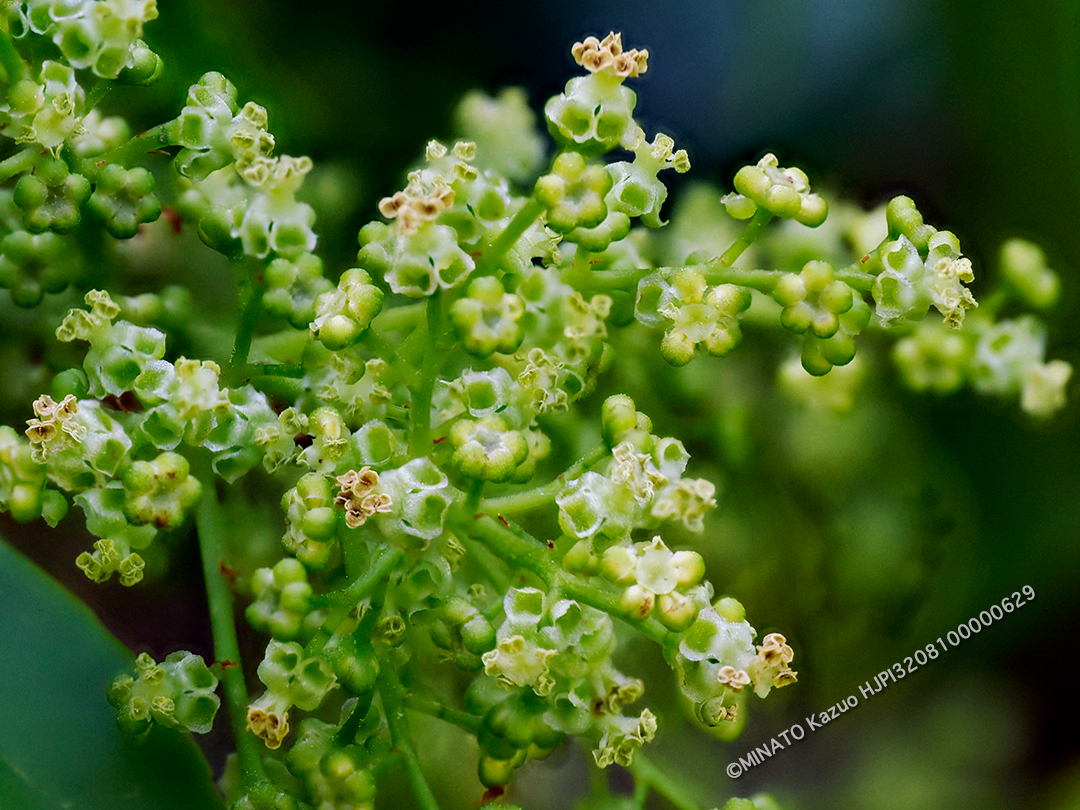アカギ雄花（10コマ深度合成）