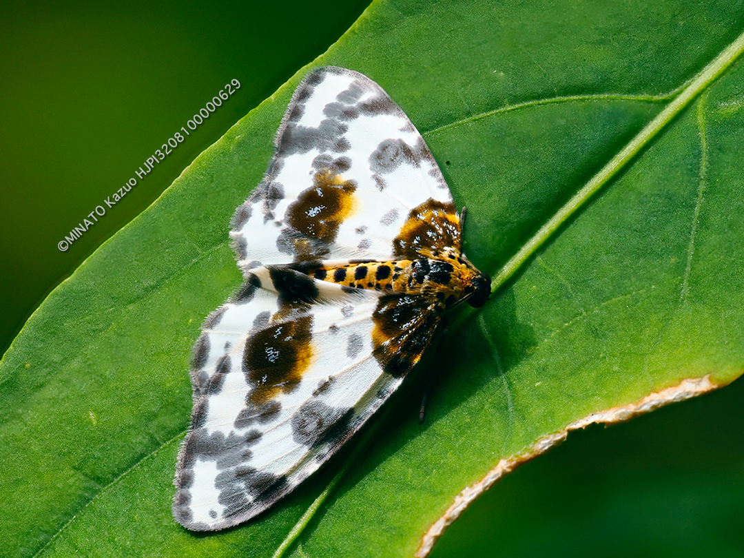 ユウマダラエダシャク
