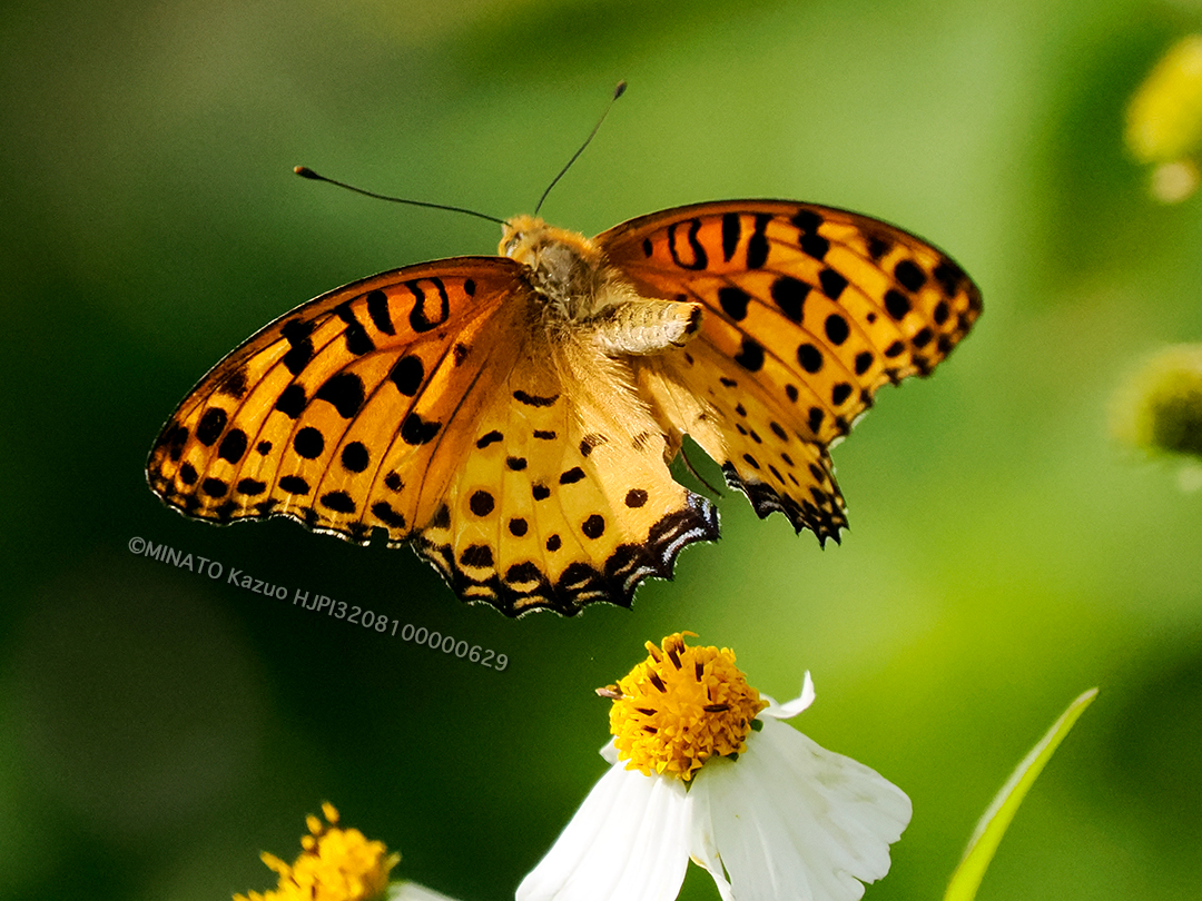 ツマグロヒョウモン雄