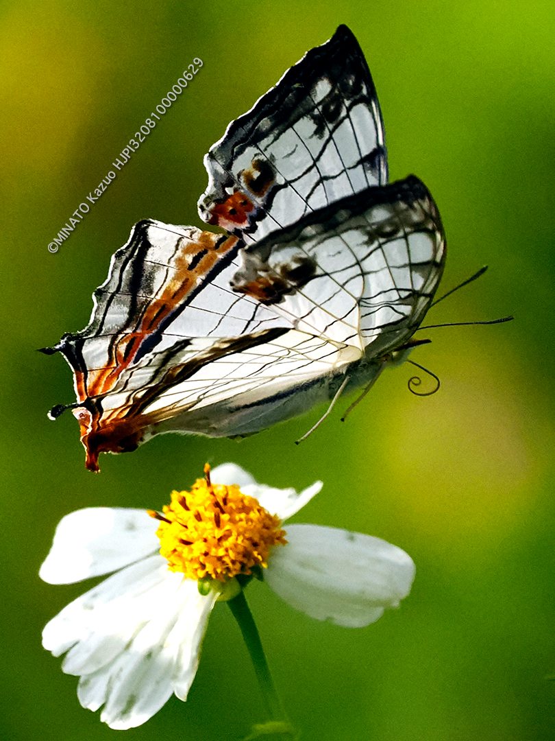 イシガケチョウ