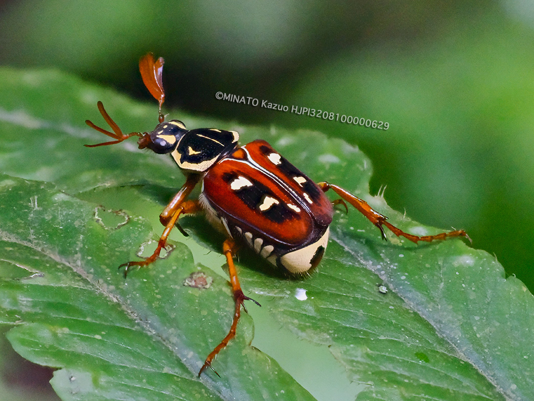 オキナワトラフハナムグリ褐色型雄(10コマ深度合成)