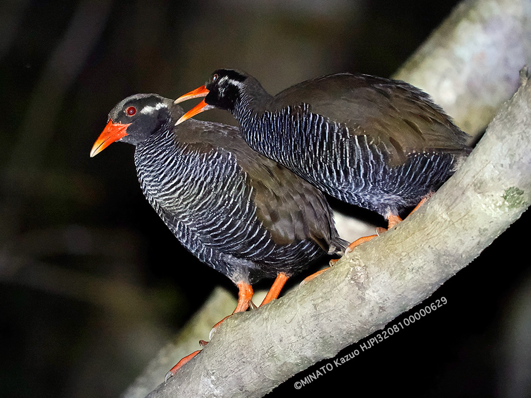 ヤンバルクイナ