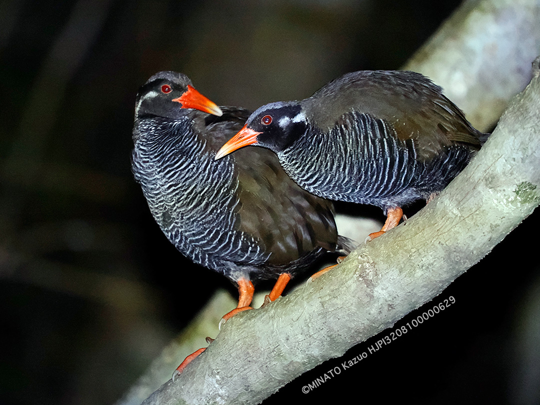 ヤンバルクイナ