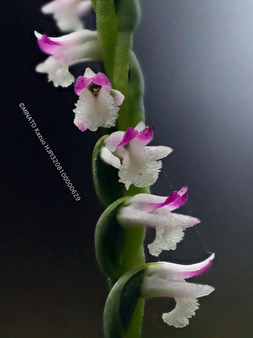 ナンゴクネジバナ