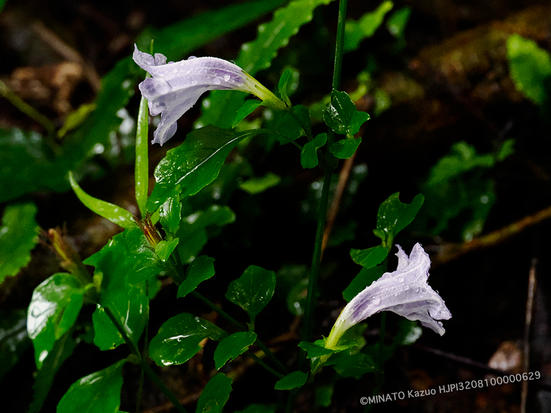 セイタカsムシソウ