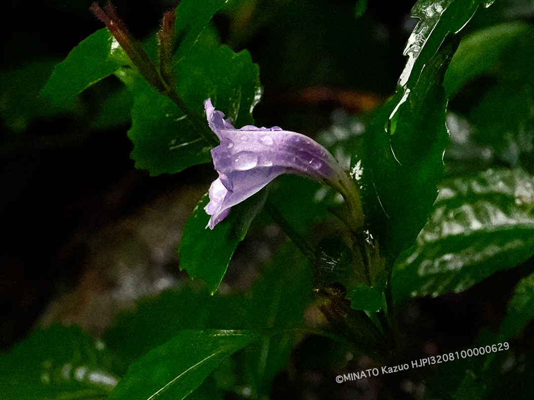 セイタカsムシソウ