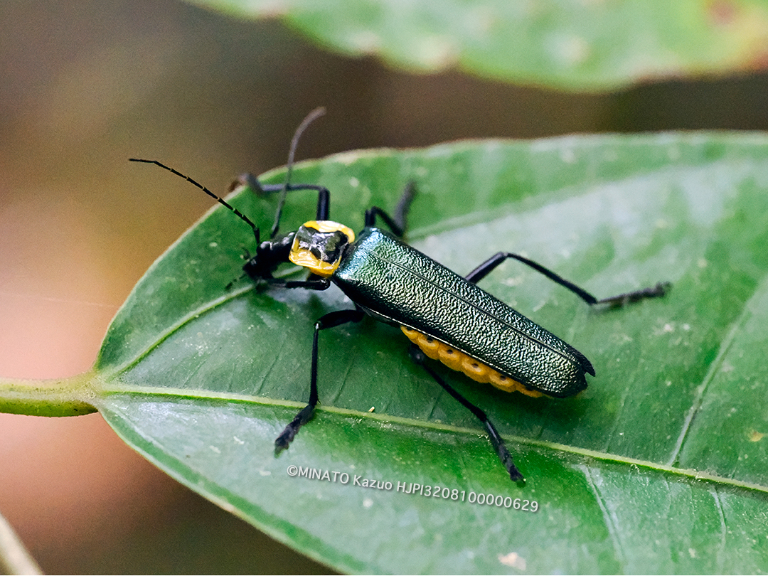 オキナワアオジョウカイ