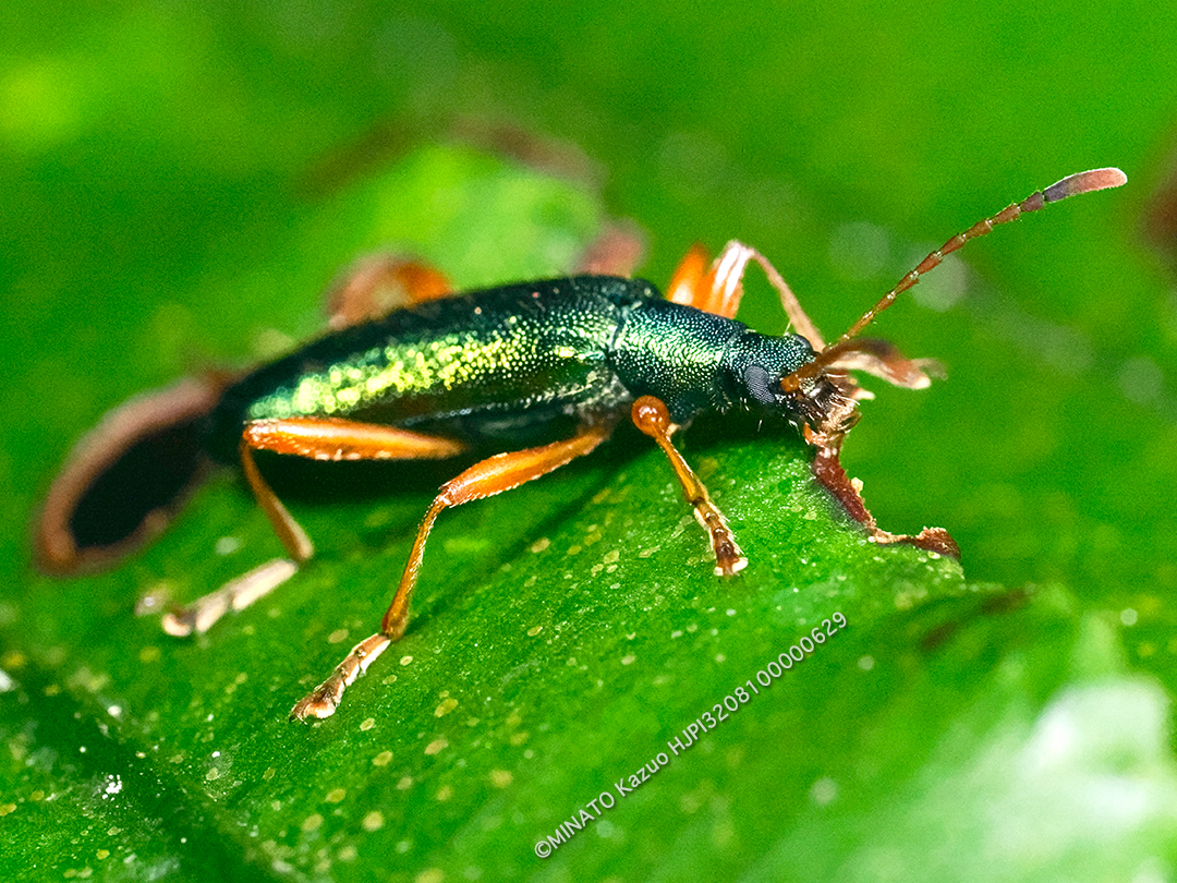アマミアオハムシダマシ