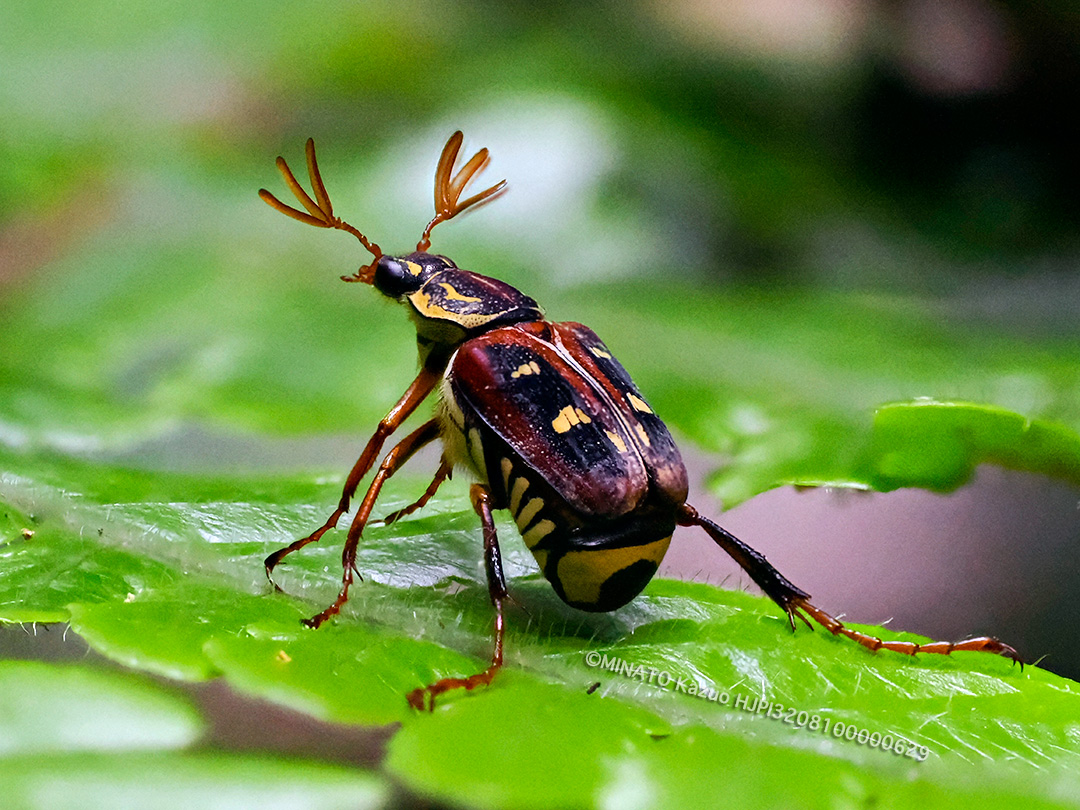 オキナワトラフハナムグリ褐色型雄