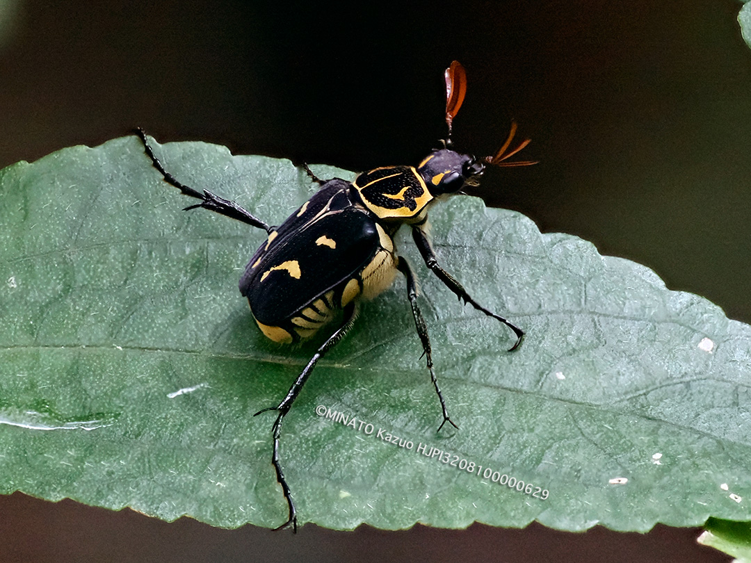 オキナワトラフハナムグリ黒色型雄