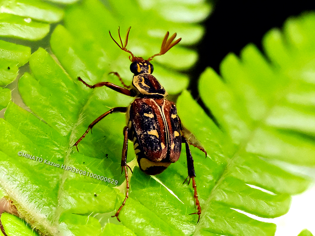 オキナワトラフハナムグリ褐色型雄