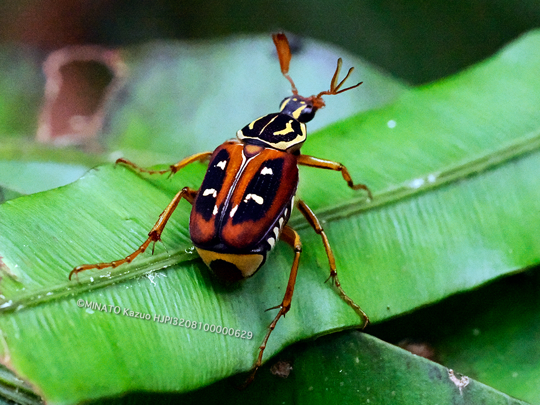 オキナワトラフハナムグリ褐色型雄