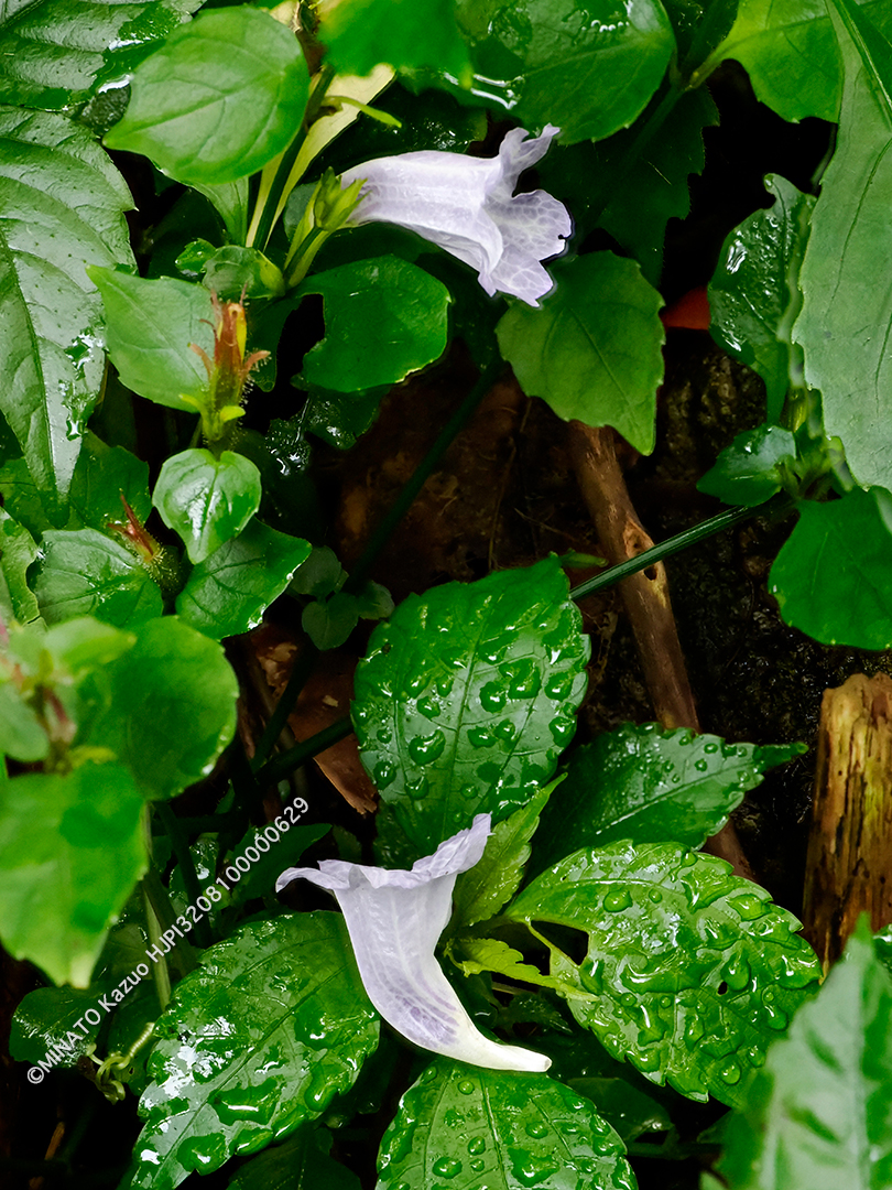 セイタカスズムシソウ