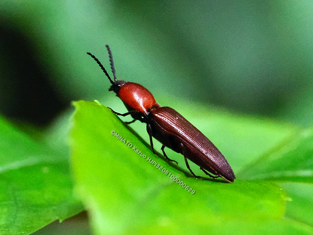 アリタムネアカコメツキ
