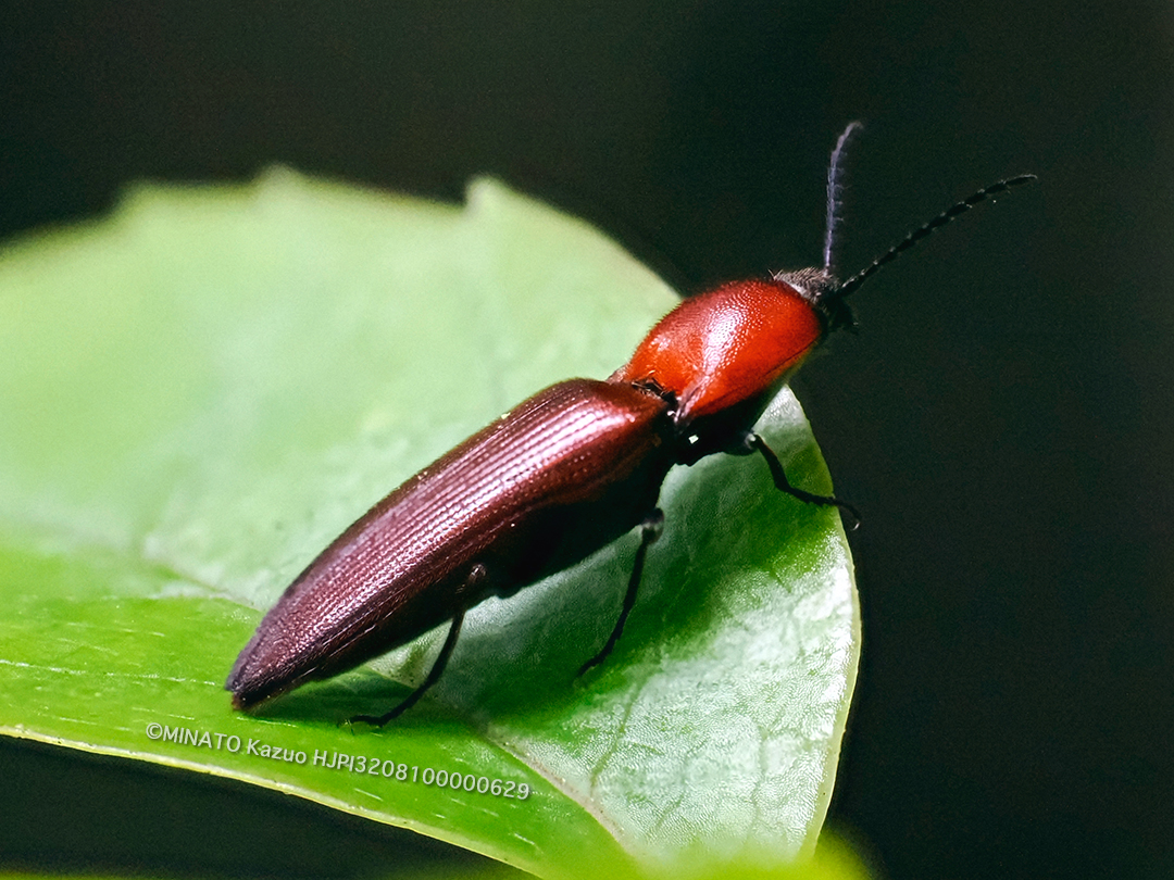 アリタムネアカコメツキ