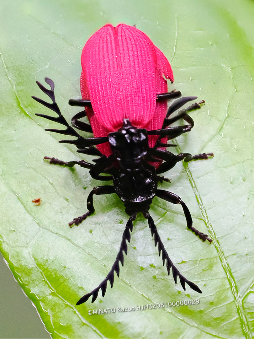 オオシマカクムネベニボタル